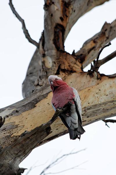 2007 05 08 Kangaroo Island 039_DXO.jpg